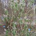 Buddleja officinalis P1B